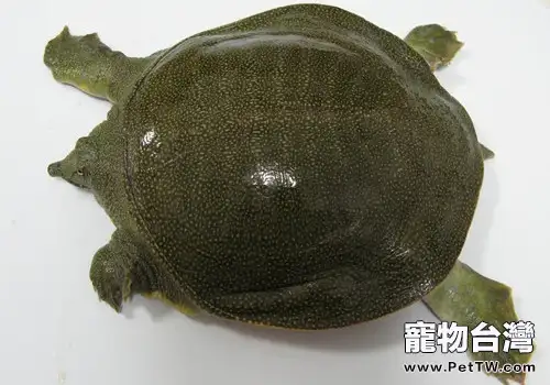 家庭飼養中華鱉的環境設置(1圖)-寵物台灣