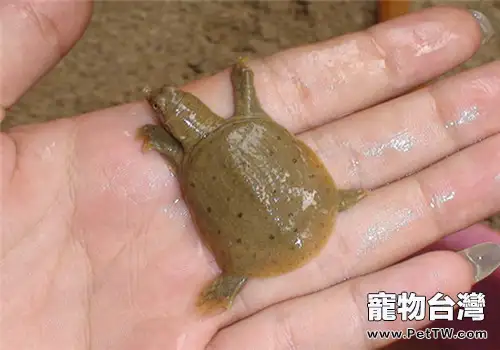 中華鱉初期的飼養建議