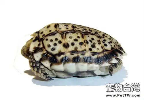 年幼的陸龜可以吃牧草嗎?(1圖)-寵物台灣