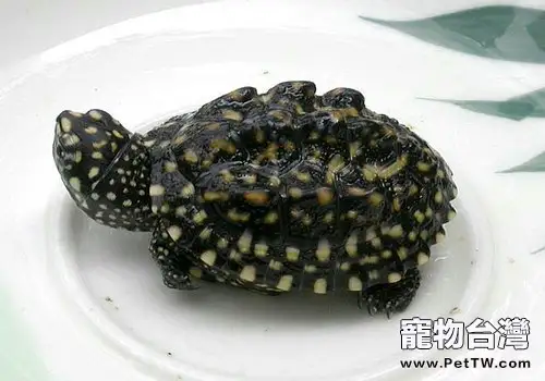 斑點池龜簡介