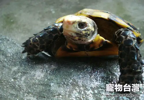 關於凹甲陸龜的介紹(1圖)-寵物台灣