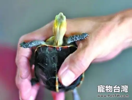 龜品種和龜中之最大盤點 (1圖)-寵物台灣