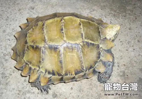 凹甲陸龜養護方法(1圖)-寵物台灣