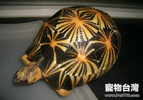 陸龜養護過程中的注意事項(1圖)-寵物台灣