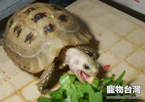 關於陸龜的飼養場所