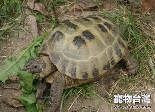 陸龜常用蔬菜及其選購