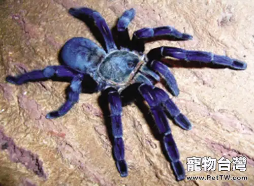 「金屬藍」蜘蛛的習性特點
