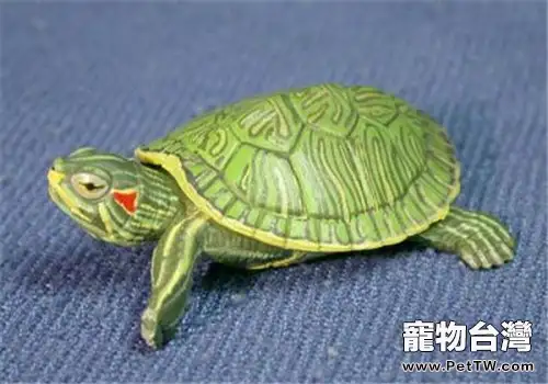 巴西龜冬眠要多久？