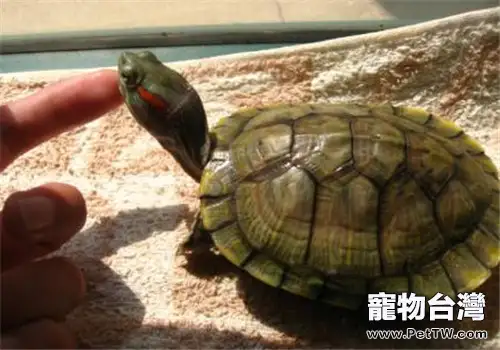 如何治療感冒的巴西龜