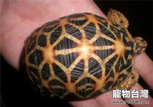 如何治療陸龜的結石(1圖)-寵物台灣