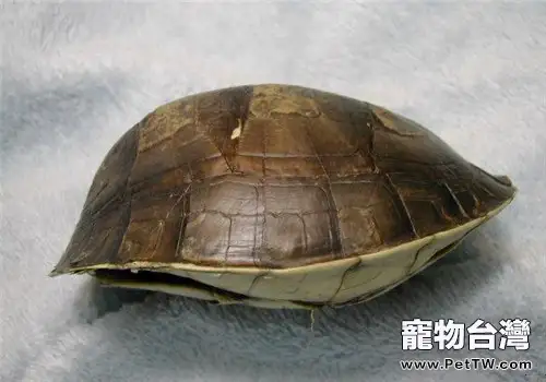 閉殼龜名字的由來(1圖)-寵物台灣