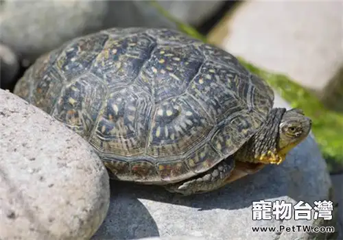 龜常用的藥品有哪些?(1圖)-寵物台灣
