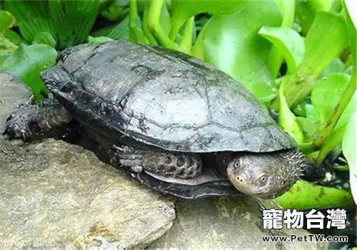 關於龜的滯育(1圖)-寵物台灣