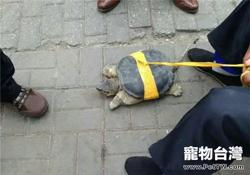龜可以在室外溜嗎?(1圖)-寵物台灣
