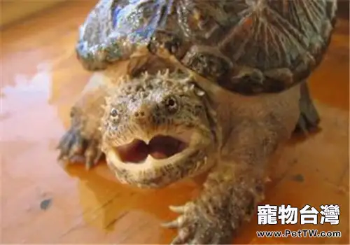 鱷龜不吃東西怎麼辦