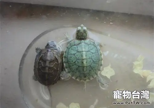 水龜的飼養心得