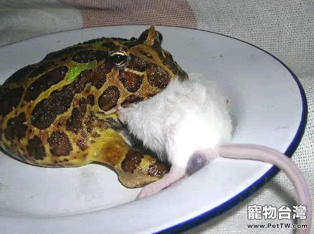 不建議經常餵食角蛙的五種飼料