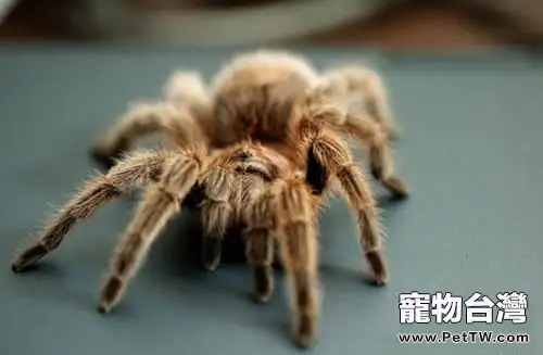 寵物蜘蛛的消化系統簡介(1圖)-寵物台灣