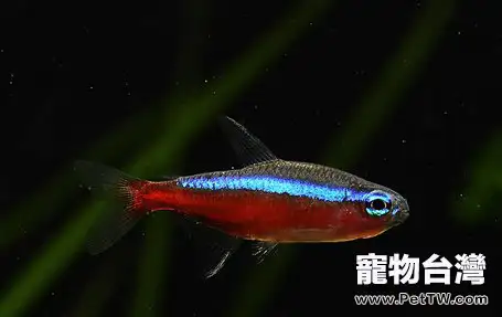 關於寶蓮燈魚（阿氏霓虹脂鯉 紅蓮燈魚）品種的資料 