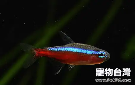 關於寶蓮燈魚(阿氏霓虹脂鯉 紅蓮燈魚)品種的資料 (1圖)-寵物台灣