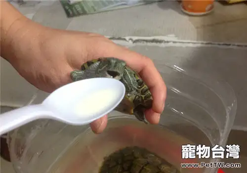 如何給龜人工餵藥(1圖)-寵物台灣
