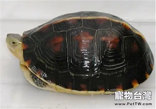 黃緣閉殼龜骨營養不良症的預防方法(1圖)-寵物台灣