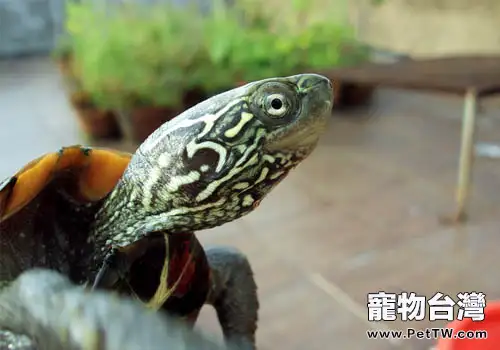 觀賞龜養護之烏龜