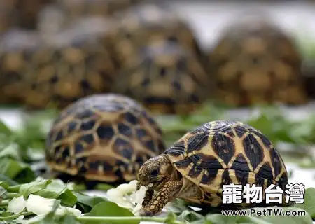 飼養印度星龜常見的四大問題