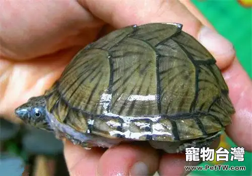 剃刀龜背甲真菌感染的治療方法(1圖)-寵物台灣