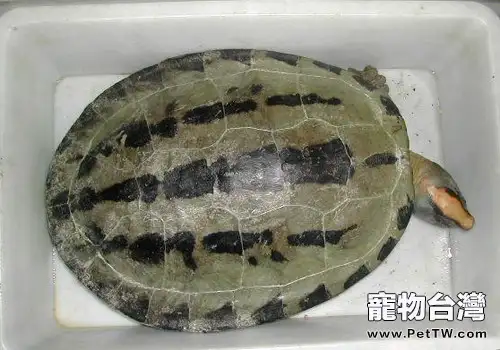 烏龜腐皮的原因和防治
