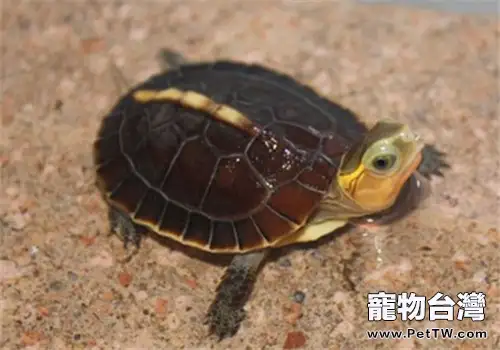 黃緣拒食的解決方法(1圖)-寵物台灣