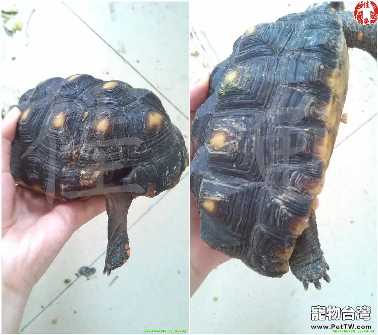 一例紅腿陸龜被藏獒咬傷的病例