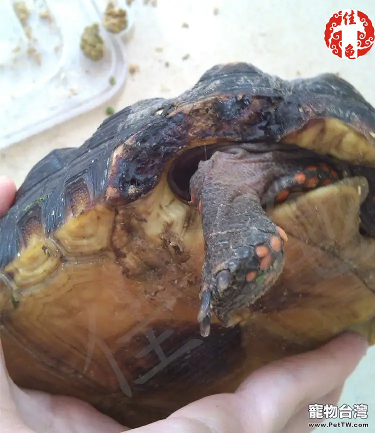 一例紅腿陸龜被藏獒咬傷的病例
