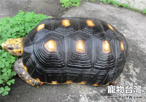 如何判斷陸龜是否健康(1圖)-寵物台灣