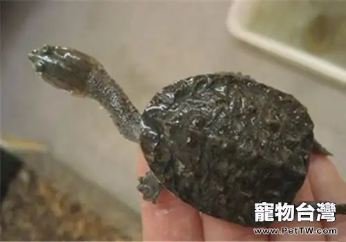 觀賞龜養護之刻紋漁龜