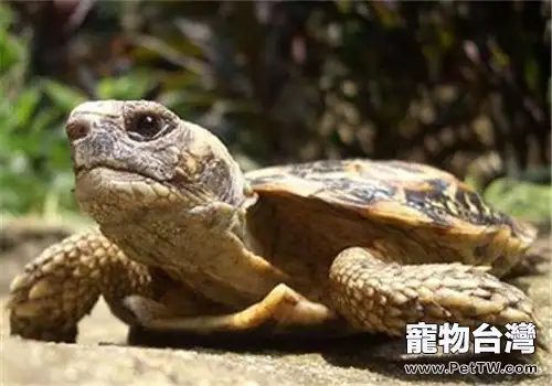 龜得了呼吸道疾病怎麼辦？