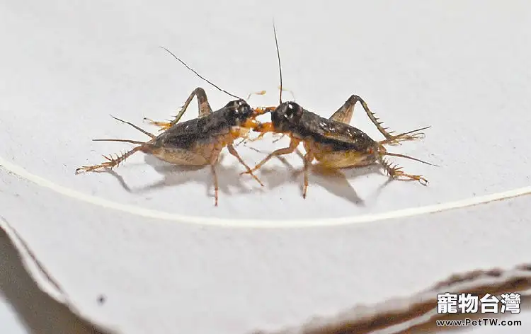 蟋蟀選種配對的注意事項