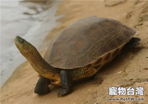 珍珠龜怎麼養