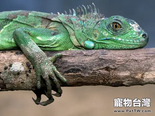 人工飼養蜥蜴的飼料選擇