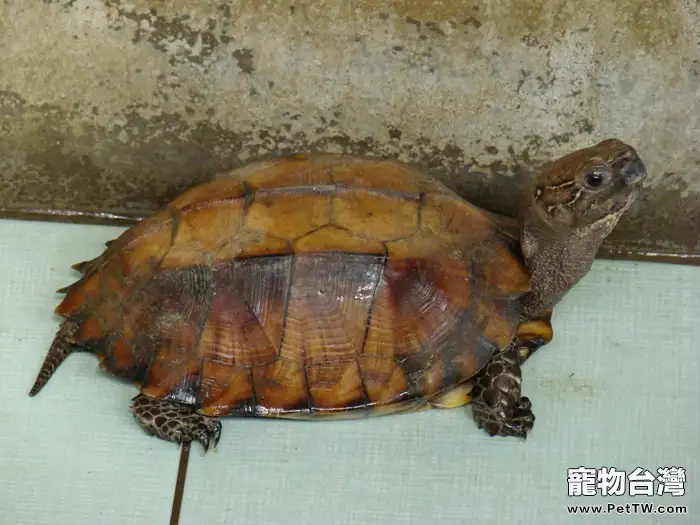 關於鋸緣攝龜的品種介紹(圖)(1圖)-寵物台灣