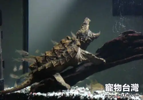 關於大鱷的繁殖問題(1圖)-寵物台灣