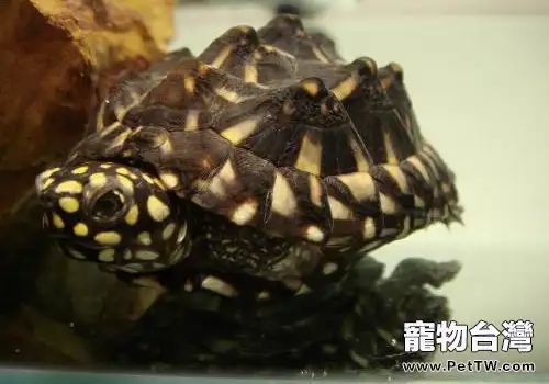 斑點池水龜的飼養心得