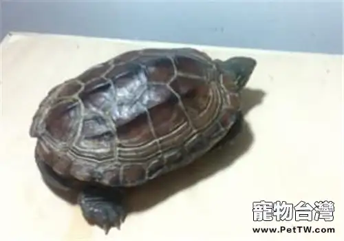 寵物烏龜的簡單養殖方法