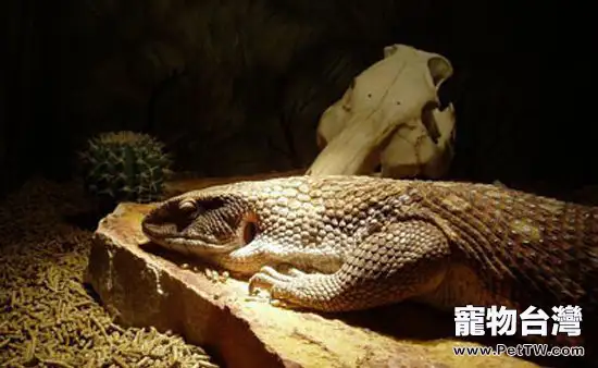 平原巨蜥的飼養要點