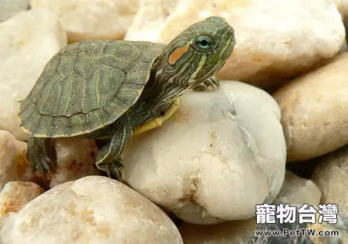 注意不要給愛龜的錯誤用藥(1圖)-寵物台灣