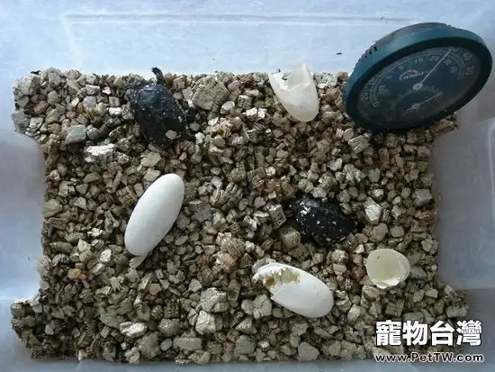 龜蛋孵化天數與積溫的關係