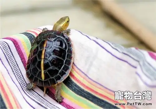 家庭養龜常用消毒藥有哪些(1圖)-寵物台灣