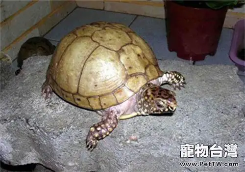 龜龜夏季飼養注意事項