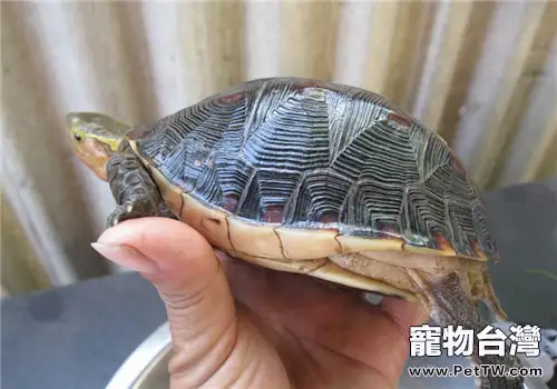 黃緣盒龜的人工飼養方法