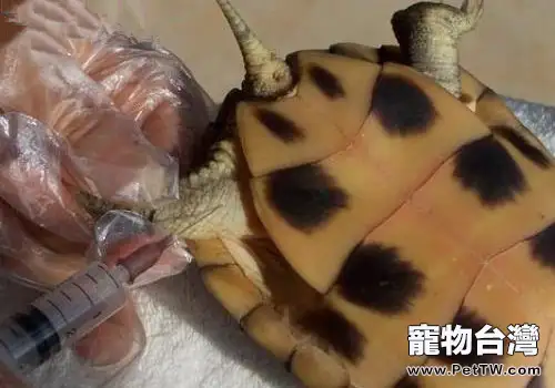 龜常用藥物的使用方法及用量(1圖)-寵物台灣
